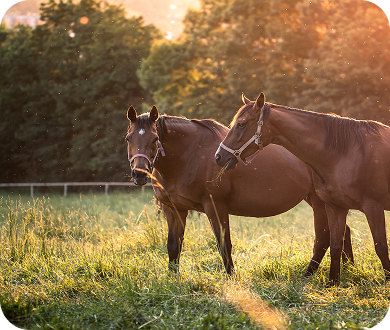 Paarden